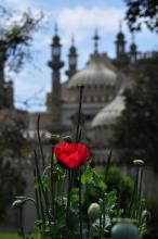 Red poppy infront of Brighton Royal Pavilion